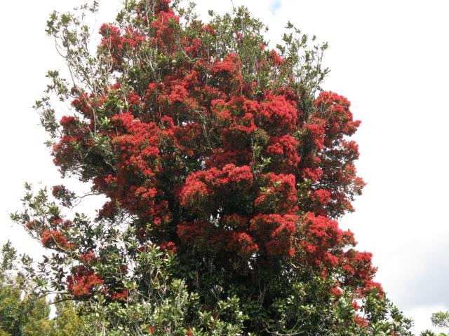 Top of the rata. Sept. 2017- Cambridge Tree Trust